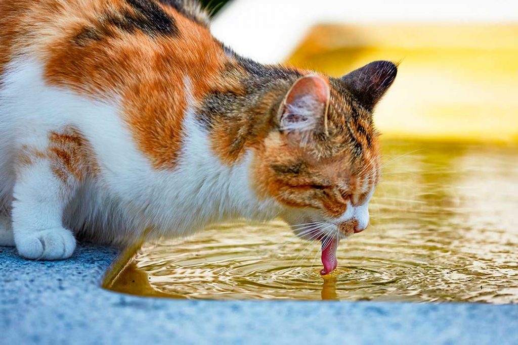 Gatto beve dalla vasca